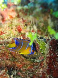 Juvenille Queen Angelfish under a tiny ledge. I couldn't ... by Brian Mayes 